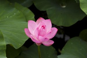 Do I Need to Lotus365 Login: Step-by-Step Guide for India (2027)